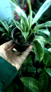 เดลีด่างหรือกวักด่างเป็นไม้มงคลเรียกทรัพย์ปลูกง่ายทนแดดทนแล้งดี