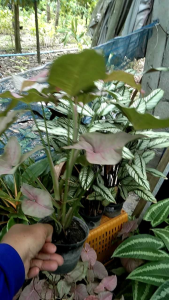 ออมชมพูเป็นไม้มงคลและไม้ปะดับและเปนไม้เลื้อย