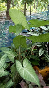 ออมเงินเป็นไม้เลื่อย