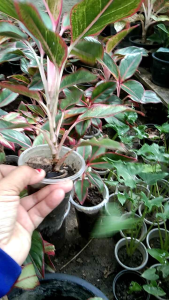 แสงเงินแสงทองเป็นไม้มงคลและยังเป็นไม้ฟอกอากาศจัดส่งแบบกะถาง