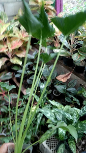 ห่อเงินห่อทองเป็นไม้มงคลเรียกทรัพย์