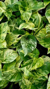 พูลด่างหินอ่อน ส่งพร้อมกระถางดำ4นิ้ว ตกแต่งบ้าน ไม้ในร่ม เลี้ยงง่าย ฟอกอากาศและดูดซับสารพิษ