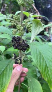 Cây nàng nàng (Gốc siêu to có trái ngay sau khi trồng)