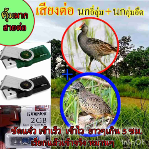 เสียงต่อนก เสียงร้องนก เสียงเรียกนก นกอี่ลุ่ม นกตูม  นกคุ่ม นกคุ้มอืด เสียงละ 5 ซม. ยาวไปไม่มีโฆษณา