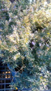 ม่วงเจริญม่วง กระถาง 11 นิ้ว ต้นสวยและแข็งแรง (กทม)