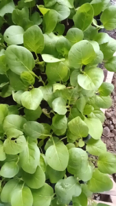 Premium White Eggplant Seeds (Talong na Puti) - High Germination Vegetable Seeds for Planting Home Garden