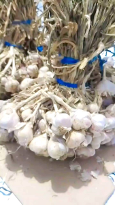 bawang putih lokal dari jawa kering berdaun dan bertangkai sangat berkualitas berat 1kg