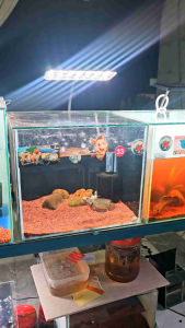 Đèn Led Deyao CF 02 13w RGB 3 in 1 Đỏ Cá Không Đỏ Nước Cho Bể Cá Tép Cảnh Thủy Sinh Sống Động