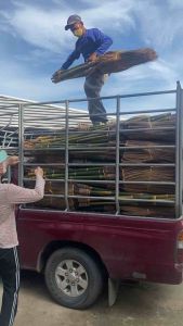 ไม้กวาดทางมะพร้าว ขายยกมัด แบบไม่ตัดปลาย หนา ไม่หลุด