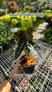 ต้นแก้วสารพัดนึกตัวผู้ ส่งพร้อมกระถางดำ ขนาด 4 นิ้ว ต้นไม้มงคล ต้นไม้ฟอกอากาศ เลี้ยงในน้ำได้