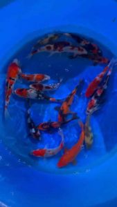 JAPAN KOI HIGH GRADE 23-26cm from MARUSEI FARM  5pcs COMBO at 2950 + shipping 50