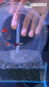 🔥CKH Aquatic🔥 Guppy Platinum Dumbo Redtail Big Ear 孔雀鱼白金大耳