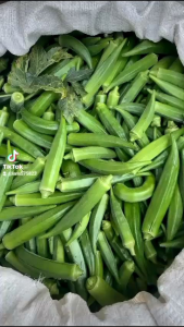 Okra Hijau Segar Bendi 1 Kg