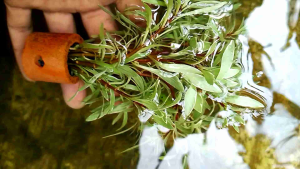 tanaman air aquascape ludwegia sp white media pot masih promo
