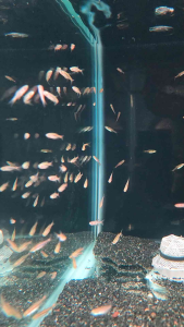 Least Rasbora (Rasbora urophthalmoides / Exclamation Point Rasbora) Nano Fish Freshwater Inc. DOA