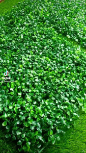 DAUN DOLAR SINTETIS 60x40 CM /RUMPUT HIASAN DINDING /DEKORASI DINDING ARTIFISIAL.
