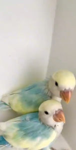 ไข่เชื้อนกแก้ว✅เลิฟเบิร์ดขอบตา✅ไข่เชื้อนกแก้วฟักเป็นตัว รับประกันการจัดส่งหากเสียหายระหว่างจัดส่งทางร้านจะเคลมใบใหม่ให้ทันที