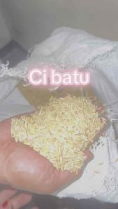 Benih padi cibatu 06 original kemasan 1kg