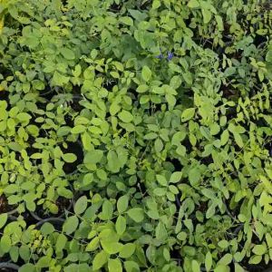 ต้นอัญชันดอกซ้อน แบบชุดจำนวน5ต้น ราคาพิเศษ