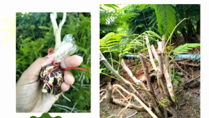 COD กิ่งชะอมพันธุ์โบราณ มีหนาม 50 กิ่ง 420 บาท ยอดดก ปลูกโตไว ทนแล้ว กลิ่นหอมฉุน ปลูกลงดินได้ ขนาดกิ่ง 30 cm