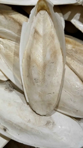 2pcs size 17-18cm Tulang Sotong putih kering Cangkang Cumi Murni Alami Cuttlefish Bone