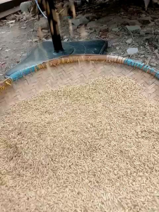 benih padi CIBAGASASI 75 HST kemasan 1kg