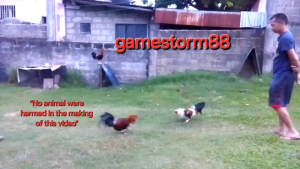 50g Accel Vitaflex Health Wellness Formula for Gamefowl Rooster & Racing Pigeon