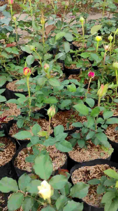 Sindo - Grafted Rose Plants - Assorted Colors Leafless Elegance