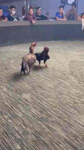 ไข่ไก่ชน พม่าแข้งหน้า(ชมคลิปเป็นแนวทาง)