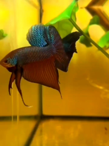 ใบหูกวางแห้งสำหลับปลาและปลาสวยงามทุกชนิด