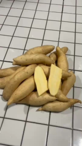 มันหวานมันขาวผักกาด1500กรัม(1โลครึ่ง)59฿เท่านั่น(คัดไซส์ คัดแมง ไร้สารเคมี)หัวสวยๆจากไร่ชมมณี