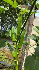 OKRA HIJAU SEGAR 1KG