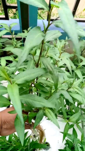 ต้นผักเเพรวต้นใหญ่ใหญ่ 3 ต้น  39บาท พิเศษเเถมต้นมิน 1ต้น