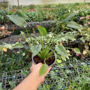 ต้นนางกวักแคระ มาในกระถางพร้อมตั้ง