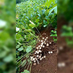 BIJI BENIH TANAMAN KACANG BOGOR KUPAS UNGGUL
