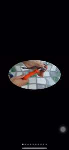 Tay bóp Inox Dùng phun thuốctưới câyxịt khuẩn.Đầu vào 2 ren 16.8 và 13.8mm. Đầu ra 13.8mm. Hàng Loại 1.