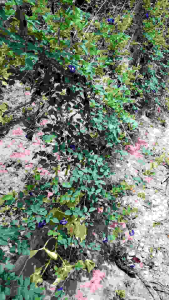 เมล็ดอัญชัน อัญชันเทพรัตน์ไพลิน 63” แพคละ 60 เมล็ด เมล็ดสมบูรณ์อัตรางอกสูง