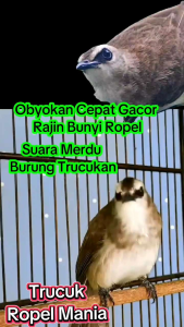 Penggacor Burung Jogjrog. Menjadikan Burung Jogjrog Cepat Ropel.