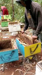 Madu Murni Klanceng 1kg dijamin asli dijamin murni