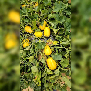 5 BIJI BENIH MELON KOREA ORIENTAL-MELON CUCUMIS
