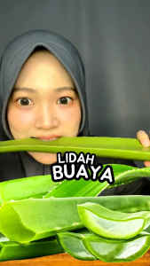 Paket 1 Kg Pelepah Daun Lidah Buaya Segar Alami (Tanpa Pestisida)