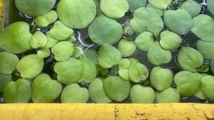 Bèo Nhật trang trí bể thuỷ sinh 20 cây