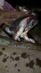 Essen Ikan Patin Amis Wangi Media Pelet/Aci isi 30ml Harian Galatama