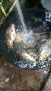 Essen Ikan Mas Amis Wangi Gurih Gacor Babon Rame Amis Gurih Wangi