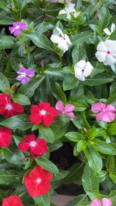 ต้นแพงพวย แบบพุ่ม หลากสี แดง ขาว ชมพู ม่วง (แบบถุง) พร้อมปลูก มีหลายสี