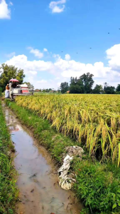 Benih padi Thailand JUMBO Kualitas Super Unggul 5kg