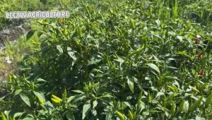 Confidor 200SL Bayer Imidacloprid 17.8% Racun Serangga Ulat Kutu Thrip Trip