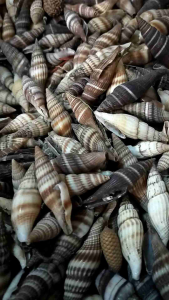 Cangkang kerang - kerang pancing - kerang aksesoris - bahan kerajinan tangan