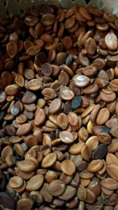 Biji trembesi kering - biji trembesi - godril - 1 kg