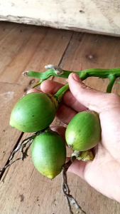 buah pinang / jambe muda